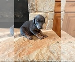 Puppy Blue Boy One Doberman Pinscher