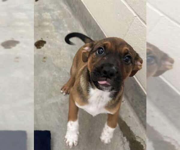 Medium Photo #1 Texas Heeler-Unknown Mix Puppy For Sale in Jackson, CA, USA