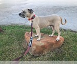 Small #2 Mastiff Mix