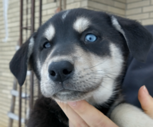 Labrador Retriever-Siberian Husky Mix Puppy for sale in SOUTH WAYNE, WI, USA