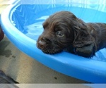 Small Photo #11 Boykin Spaniel Puppy For Sale in SILVER CREEK, GA, USA