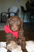 Small Photo #3 Aussiedoodle-Poodle (Standard) Mix Puppy For Sale in ENTERPRISE, AL, USA