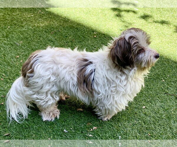 Medium Photo #12 Hava-Apso Puppy For Sale in San Francisco, CA, USA