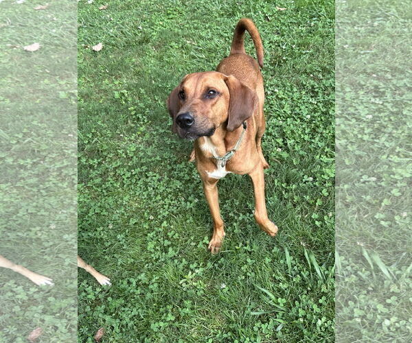 Medium Photo #2 Bloodhound-Rhodesian Ridgeback Mix Puppy For Sale in Ball Ground, GA, USA