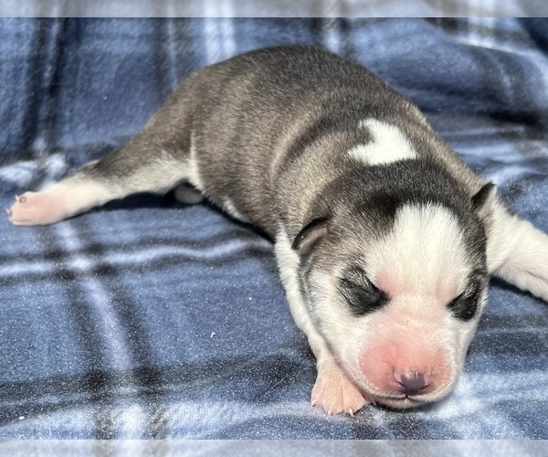 Medium Photo #7 Siberian Husky Puppy For Sale in MARION STATION, MD, USA