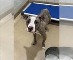 Small American Pit Bull Terrier