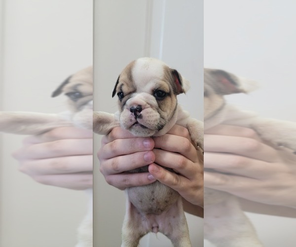 Medium Photo #11 English Bulldog Puppy For Sale in CAPE CORAL, FL, USA