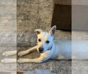 Mutt Dogs for adoption in Woodbury, NY, USA