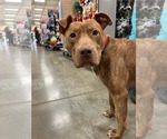 Small #9 American Pit Bull Terrier Mix