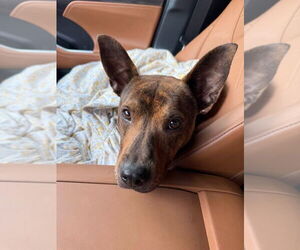 Mutt Dogs for adoption in Myrtle Beach, SC, USA
