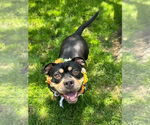 Small #11 American Staffordshire Terrier-Rottweiler Mix