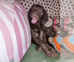 Small Photo #25 Australian Labradoodle Puppy For Sale in W FIELD, NC, USA