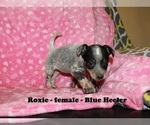 Small Photo #4 Australian Cattle Dog-Rat Terrier Mix Puppy For Sale in CLARKRANGE, TN, USA