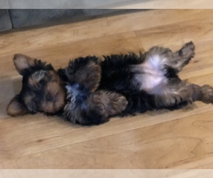 Yorkshire Terrier Puppy for sale in HANFORD, CA, USA