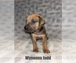 Puppy Wynonna Judd Great Dane