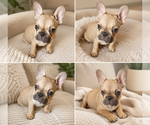 Small #3 French Bulldog