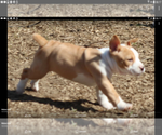 Small Photo #2 Rat Terrier Puppy For Sale in FAIRPORT, NY, USA