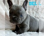 Small Photo #12 French Bulldog Puppy For Sale in BIGFORK, MT, USA