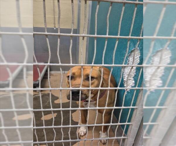 Medium Photo #1 Mutt Puppy For Sale in Texas City, TX, USA