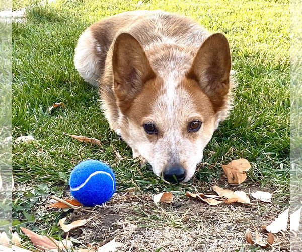Medium Photo #4 Mutt Puppy For Sale in Sandy, UT, USA
