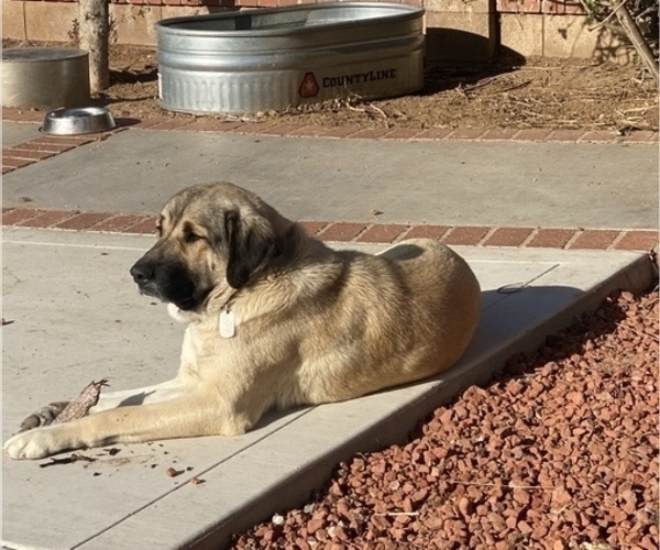 Full screen Photo #1 Kangal Dog Puppy For Sale in NORCO, CA, USA