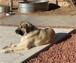 Small Photo #1 Kangal Dog Puppy For Sale in NORCO, CA, USA