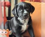 Small Labrador Retriever Mix