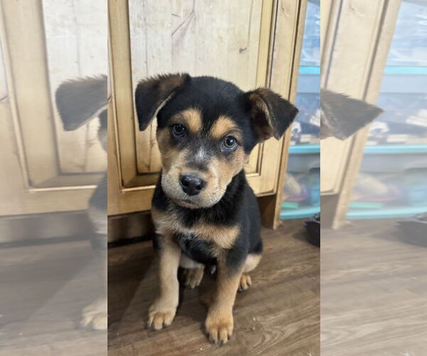 Medium Photo #4 Mutt Puppy For Sale in Sandy, UT, USA