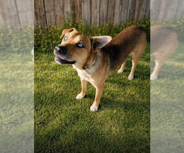 Medium Photo #9 American Staffordshire Terrier-Labrador Retriever Mix Puppy For Sale in San Diego, CA, USA