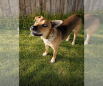 Small #8 American Staffordshire Terrier-Labrador Retriever Mix