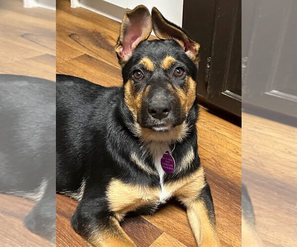 Medium Photo #3 German Shepherd Dog-Unknown Mix Puppy For Sale in Claremore, OK, USA