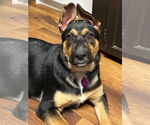 Small #2 German Shepherd Dog Mix