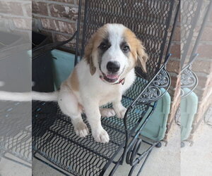 Great Pyrenees-Unknown Mix Dogs for adoption in Dallas, TX, USA