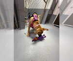 Small #6 Boxer Mix