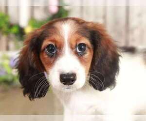 Dachshund Puppy for sale in MOUNT VERNON, OH, USA