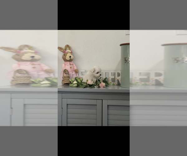 Medium Photo #6 Maltese Puppy For Sale in NILES, MI, USA