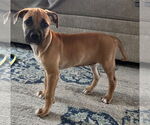 Small #2 Labrador Retriever Mix