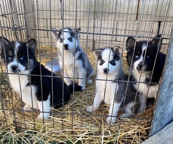 Medium Photo #1 Siberian Husky Puppy For Sale in TIFFIN, OH, USA