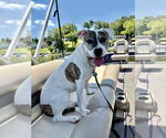 Small #3 American Pit Bull Terrier Mix