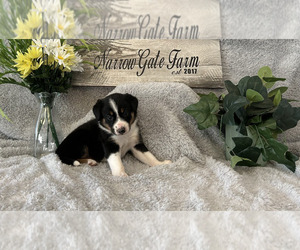 Border Collie Puppy for sale in MOODY, TX, USA