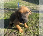 Small #1 Boxer Mix
