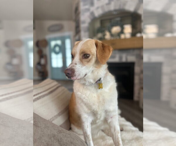 Medium Photo #5 Border Collie Puppy For Sale in Sandy, UT, USA