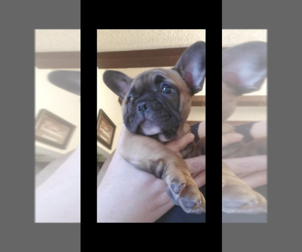 Medium Photo #6 French Bulldog Puppy For Sale in POMONA, CA, USA