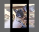 Small Photo #6 French Bulldog Puppy For Sale in POMONA, CA, USA