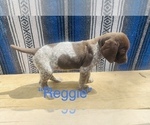 Small Photo #10 German Shorthaired Pointer Puppy For Sale in DENVER, CO, USA