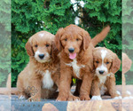 Small #1 Goldendoodle