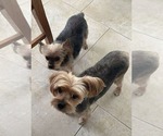 Small Mutt