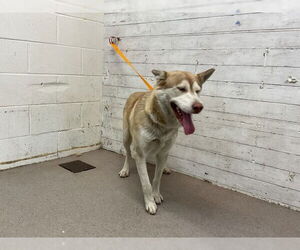 Siberian Husky Dogs for adoption in San Bernardino, CA, USA