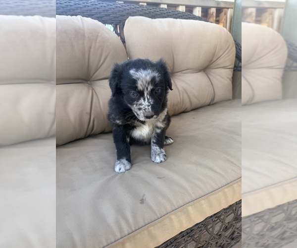 Medium Photo #31 Australian Shepherd Puppy For Sale in WILLIAMS, AZ, USA