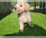 Small #7 Poodle (Miniature)